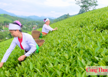 Phú Thọ: Phát huy lợi thế vùng chè, nâng tầm sản phẩm OCOP