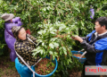 Lễ hội Katê năm 2026: Làm giàu không gian văn hóa, tăng sức hút du lịch Khánh Hòa