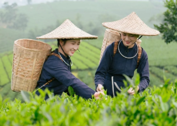World Master Tea Vietnam 2026: Sáng tạo sản phẩm, nâng giá trị trà Việt