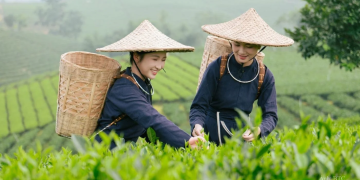 World Master Tea Vietnam 2026: Sáng tạo sản phẩm, nâng giá trị trà Việt