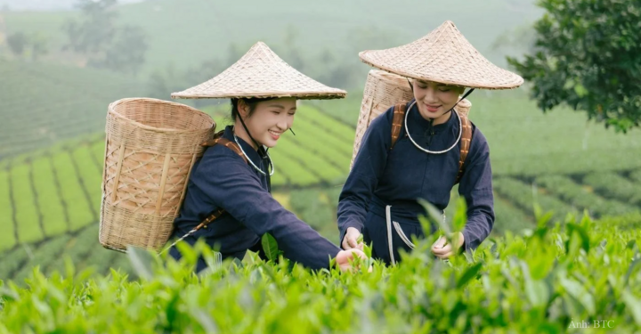 World Master Tea Vietnam 2026: Sáng tạo sản phẩm, nâng giá trị trà Việt