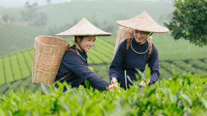 World Master Tea Vietnam 2026: Sáng tạo sản phẩm, nâng giá trị trà Việt