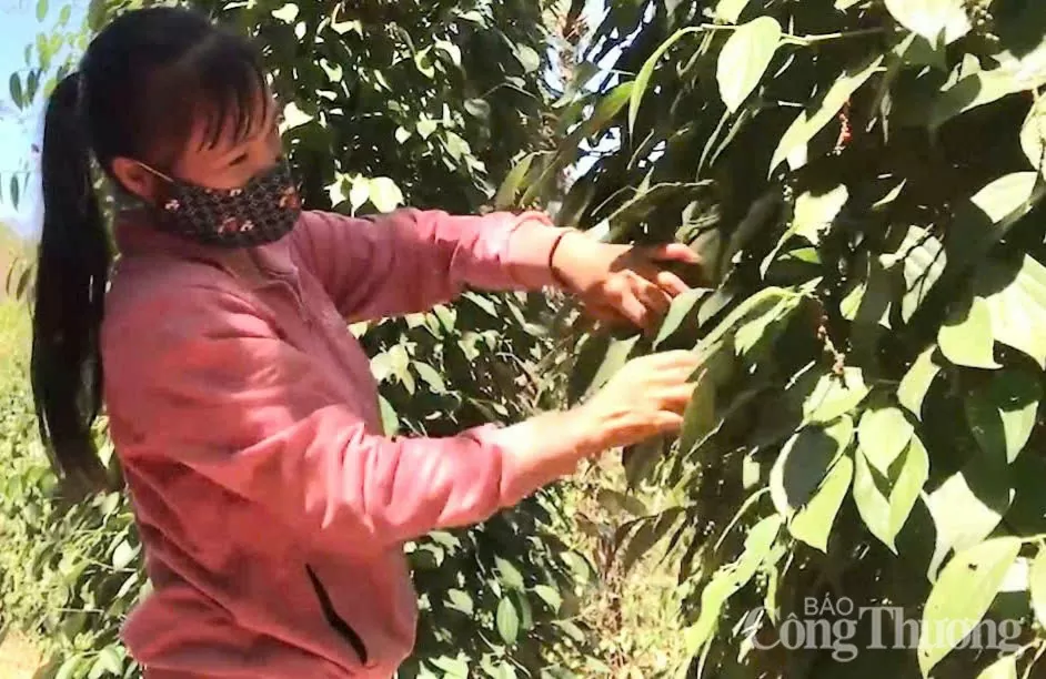 Dự báo giá tiêu ngày mai 22/5/2025: Thị trường ổn định, ít đột biến