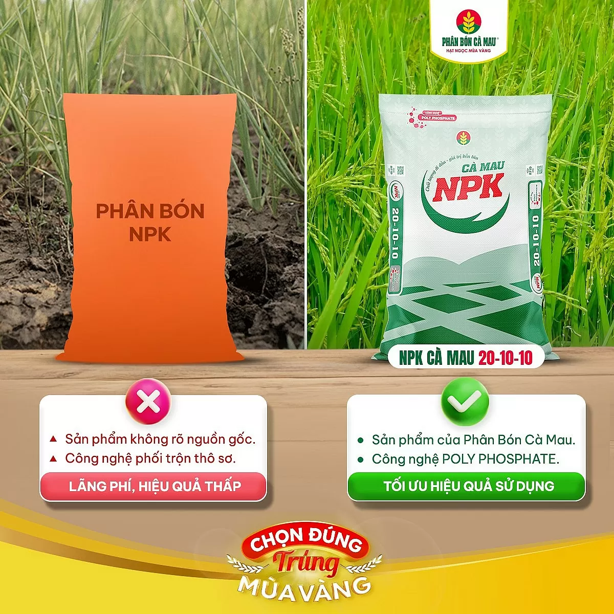 Công nghệ Polyphosphate của NPK Cà Mau 20-10-10 giúp rễ khoẻ, cây sung, mùa nào cũng trúng (Ảnh PVCFC) Công nghệ Polyphosphate của NPK Cà Mau 20-10-10 giúp rễ khoẻ, cây sung, mùa nào cũng trúng (Ảnh PVCFC)