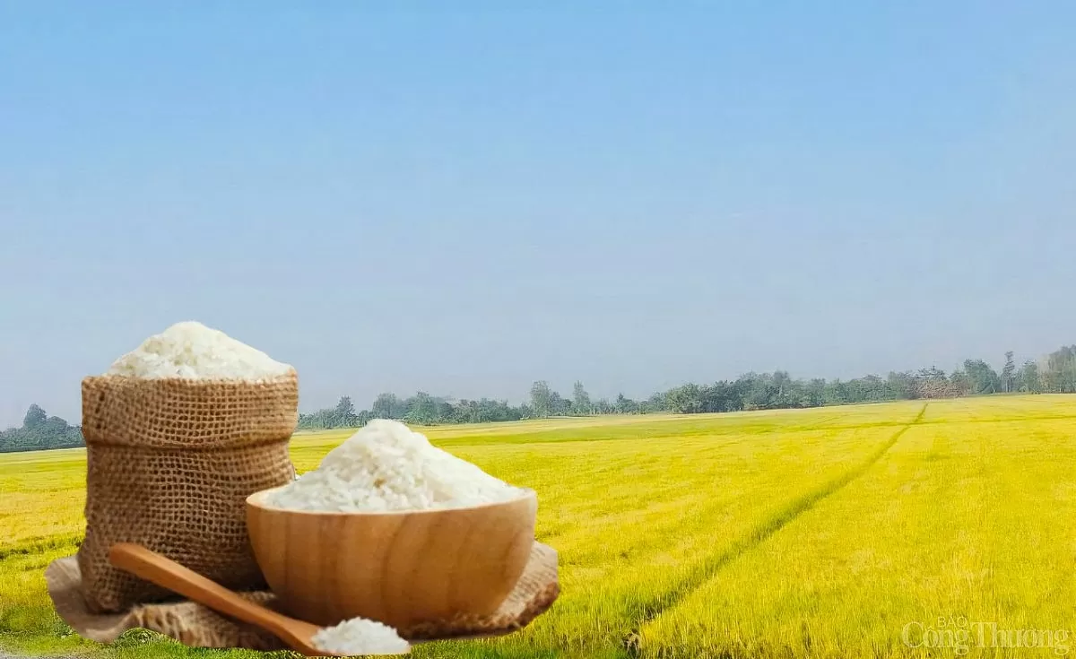 Giá lúa gạo hôm nay ngày 14/5: Biến động trái chiều Giá lúa gạo hôm nay ngày 14/5: Biến động trái chiều