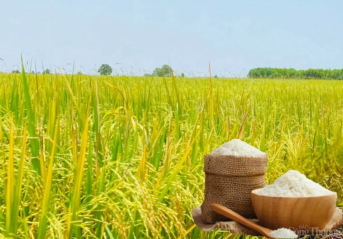 Giá lúa gạo hôm nay ngày 16/5: Lúa tươi đảo chiều giảm Giá lúa gạo hôm nay ngày 16/5: Lúa tươi đảo chiều giảm