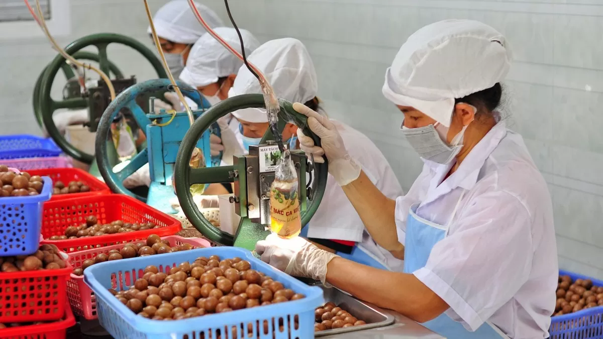 Lan toả thương hiệu mắc ca Di Linh