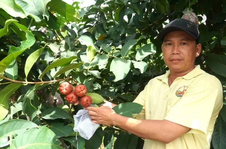 Nhiều nông dân Sóc Trăng 'đổi đời' từ cây mận OCOP