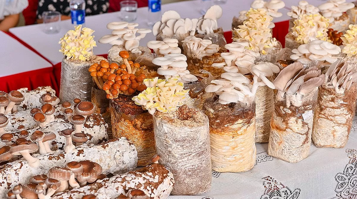 sản phẩm của Nameco đã đạt chứng nhận hữu cơ Việt Nam (năm 2020) với hơn 15 dòng sản phẩm nấm tươi, khô, chế biến sâu