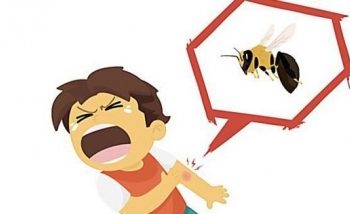 Liên tiếp nhiều vụ ong vò vẽ tấn công gây tử vong: Cảnh báo nguy hiểm và khuyến cáo phòng tránh