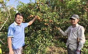 Mở rộng thị trường chế biến dong riềng