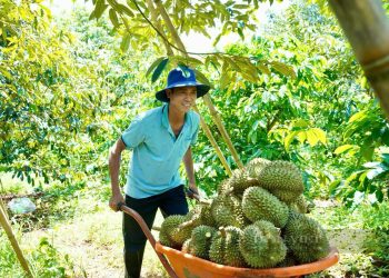 Xuất khẩu rau quả năm 2025 đạt cao nhất từ trước đến nay