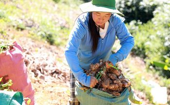 Nhà máy Đường An Khê sắp nâng công suất lên 25.000 tấn mía/ngày