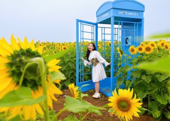 Đồi hoa hướng dương của TH true MILK nở rộ: Tham quan tự do từ ngày 16/12