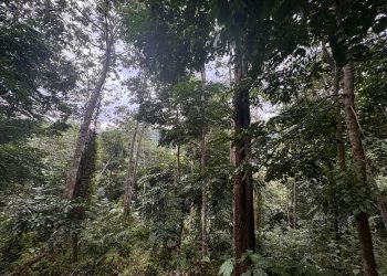 Trồng rừng không thể chỉ dừng lại ở việc trồng cây