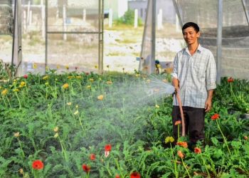 Quảng Trị: Làng hoa An Lạc tất bật vào vụ Tết