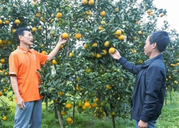 Cam xứ Nghệ nâng tầm giá trị