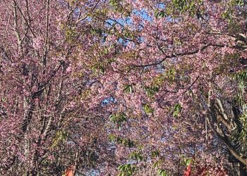 Mai anh đào “nhuộm hồng” phố núi, du khách nhộn nhịp check- in