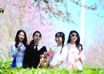 Lễ hội hoa Mai anh đào – Đà Lạt xuân 2026 có gì hấp dẫn?