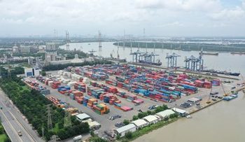 Phú Thọ: Trà hoa vàng nở rộ trước Tết, mở ‘mùa vàng’ tỷ đồng