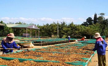 Hiến kế đưa Cần Giờ thành cực tăng trưởng du lịch mới của TP. Hồ Chí Minh