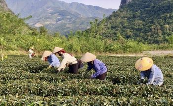 Lâm Đồng: Thu ngân sách nhà nước đạt kỷ lục 32.000 tỷ đồng