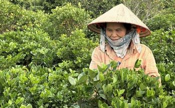 TP. Hồ Chí Minh 2026: Đột phá hạ tầng, giải phóng mọi nguồn lực