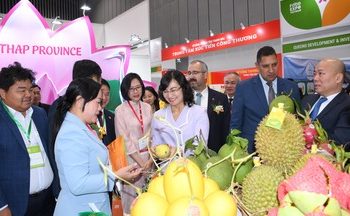 Phú Thọ: Làng hoa Đức Bác vào vụ tết, nông dân chạy đua với thị trường