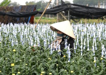 Giữ nhịp Tết trên cánh đồng hoa Tây Tựu