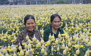 ‘Chim công làng múa’ Dương Lệ Bình đưa ‘Khổng Tước’ đến Việt Nam