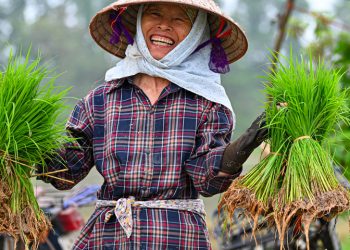 Bà con nông dân ngoại thành Hà Nội hồ hởi xuống đồng sản xuất vụ xuân