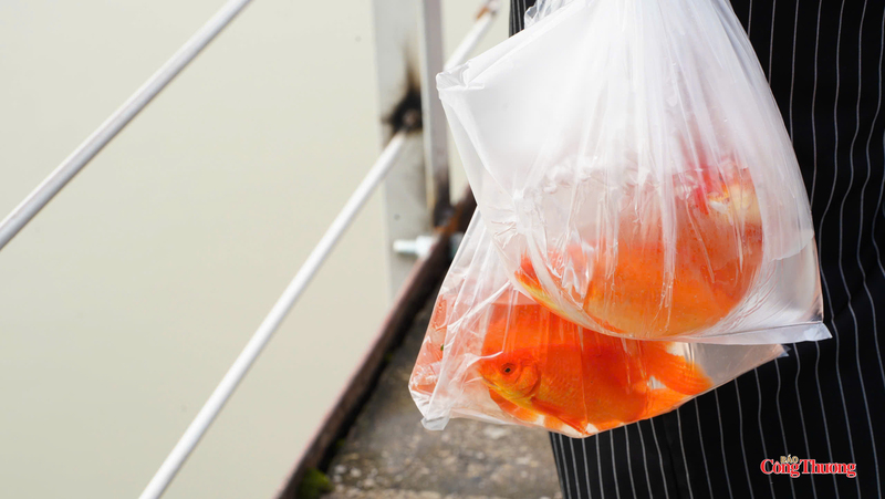 Hoạt động thả cá diễn ra trật tự, an toàn dưới sự điều phối của lực lượng chức năng.