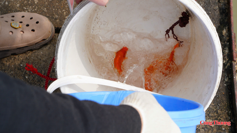 Người dân cho cá vào xô nhựa để thả tránh thả cá từ trên cao.