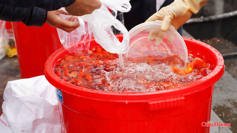 Cá chép được tập kết vào các thùng nhựa lớn, hạn chế sử dụng túi nilon vứt xuống sông, hồ.