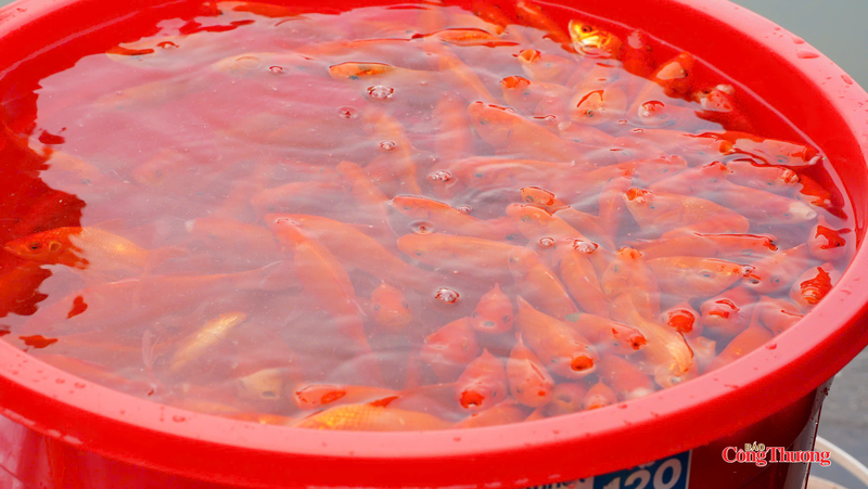 Cá chép khỏe mạnh được thả về môi trường nước tự nhiên tại sông Hồng.