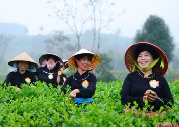 Sôi nổi hội thi hái chè và hát Then tại vùng cách mạng ATK Định Hóa