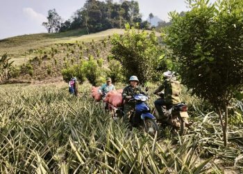 Mùa dứa ngọt trên đất Pú Nhung và hành trình thoát nghèo