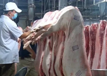 Cảnh báo về việc ăn phải lợn mắc bệnh dịch tả lợn châu Phi