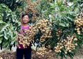 Chuyển đổi cây trồng theo thị trường: Nông dân thu tiền tỷ từ nhãn Ido