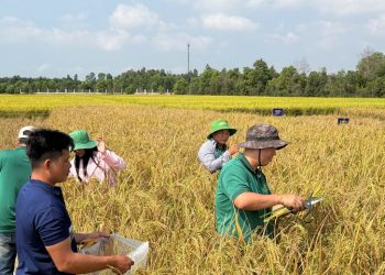 CT68 và bước nhảy năng suất: Khi lúa gạo Việt vươn tầm thế giới