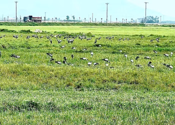 Đàn chim hiếm trong Sách đỏ bất ngờ xuất hiện tại Hà Tĩnh