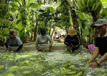 Đồng Nai đứng đầu về xuất khẩu chuối, sản lượng đạt trên 700.000 tấn/năm