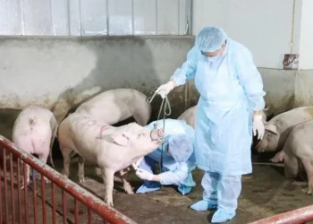 Những điều cần biết về bệnh dịch tả lợn châu Phi