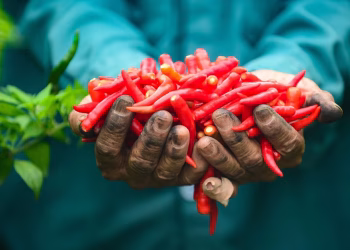 Thanh Hóa: Giá ớt lao dốc giữa chính vụ, nông dân Hoa Lộc “đỏ ruộng, xót lòng”