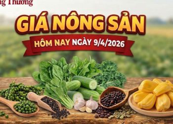 Giá nông sản hôm nay 9/4: Giá tiêu xuất khẩu tăng; mít thái biến động mạnh