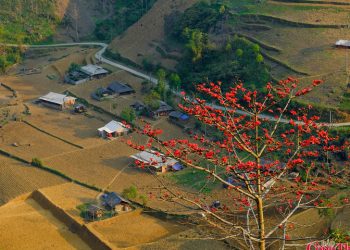Rực rỡ mùa hoa Mộc miên trên cao nguyên đá Tuyên Quang