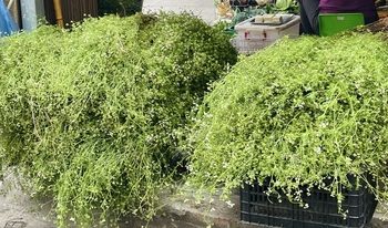 Trước giao thừa: Chương trình ‘Chiều cuối năm’ trên VTV có gì đặc biệt?