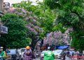 Hoa bằng lăng khoe sắc tím khắp đường phố Thủ đô