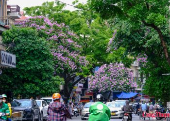 Hoa bằng lăng khoe sắc tím khắp đường phố Thủ đô