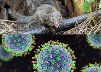 Thông tin mới nhất của Bộ Y tế về virus lây truyền từ chuột